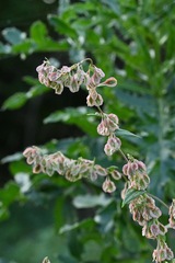 Fallopia dumetorum, photograph (c) Maciej Boenisch, some rights reserved (CC BY)