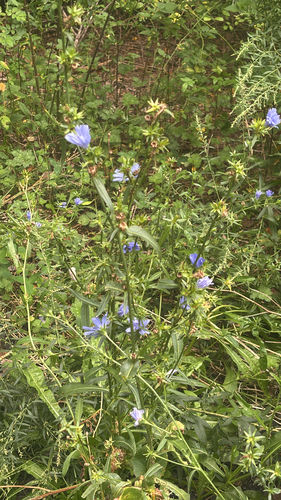 chicory