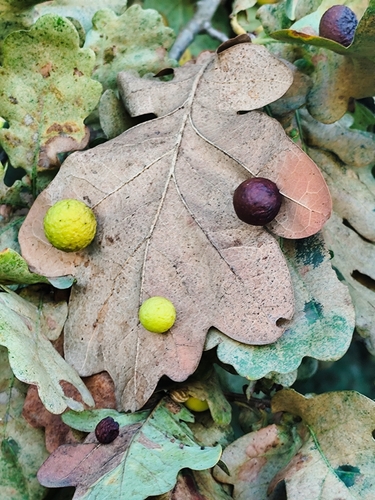 Cherry Gall Wasp