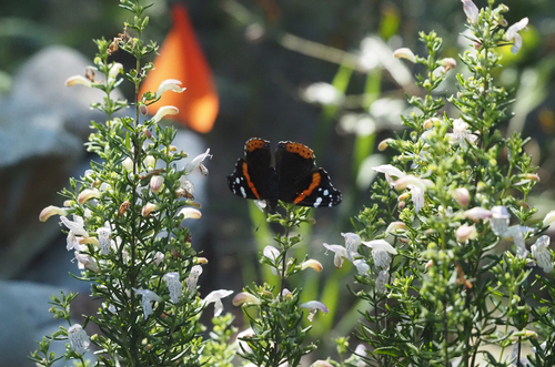 Red Admiral