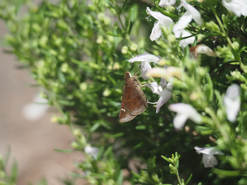 Clouded Skipper