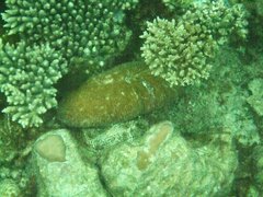 Ctenactis