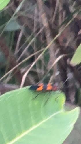 Large Milkweed Bug