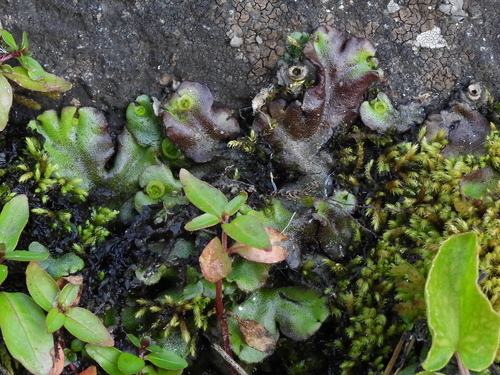 Common Liverwort