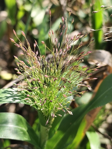 witch grass