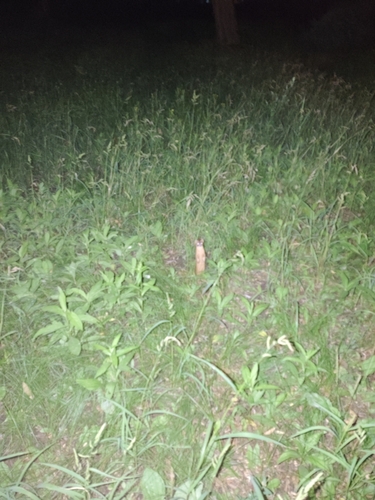 Siberian Weasel