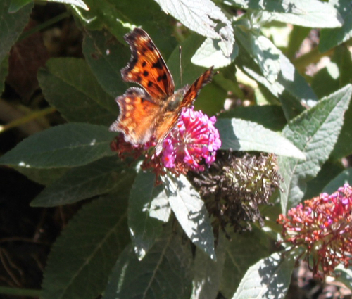 Hoary Comma