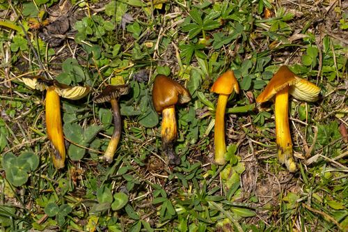 blackening wax-cap