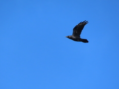 Common Raven
