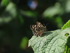 Speckled Wood