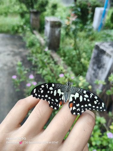 Lime Swallowtail