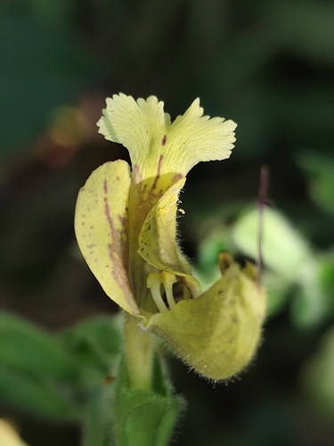 Sticky Sage