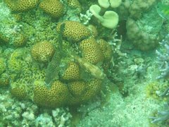 Epinephelus