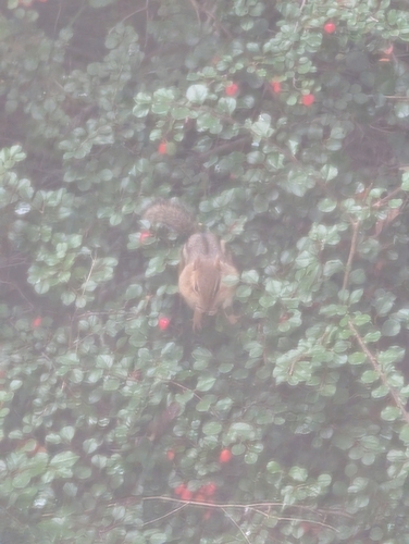 Eastern Chipmunk