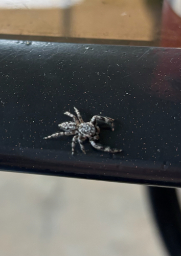 Tan Jumping Spider