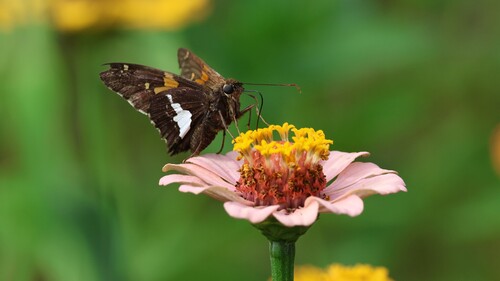 Silver-spotted Skipper