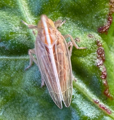 Stenocranus minutus