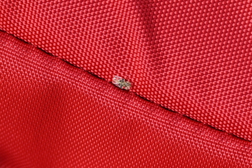 oak lace bug
