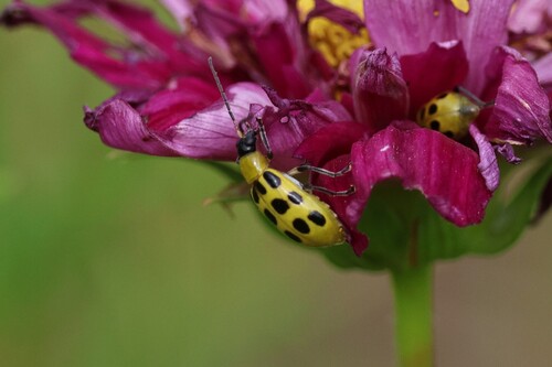 Spotted Cucumber Beetle