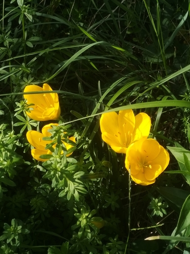 Winter Daffodil