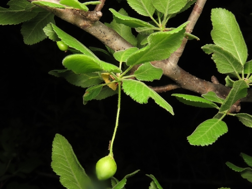 Bursera epinnata
