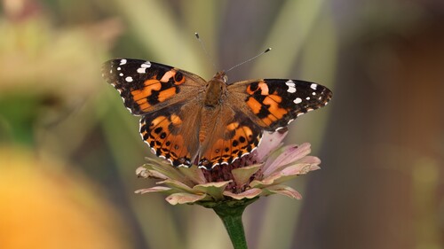 Painted Lady