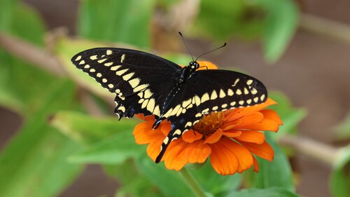 Black Swallowtail