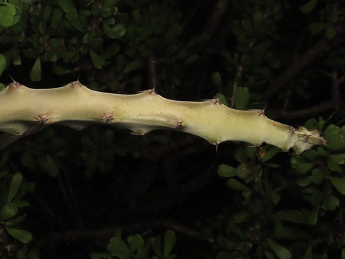 Peniocereus johnstonii