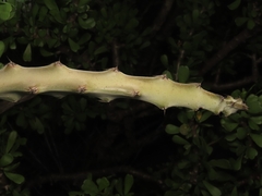 Peniocereus johnstonii