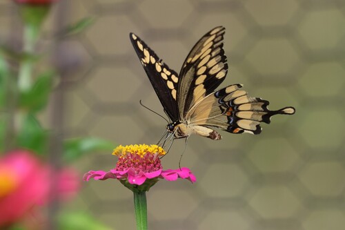 Eastern Giant Swallowtail