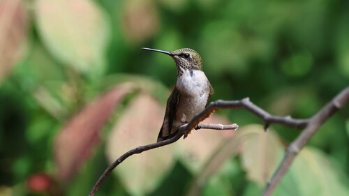 Ruby-throated Hummingbird
