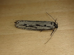 Ethmia monticola