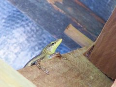 Lamprolepis smaragdina