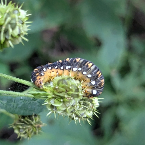 Gold Moth