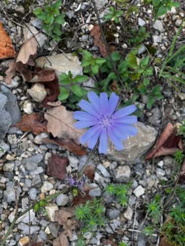 chicory