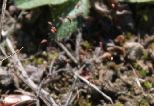 Bonfire moss
