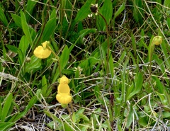 Calceolaria polyrhiza