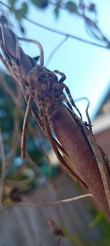 Cross Orbweaver