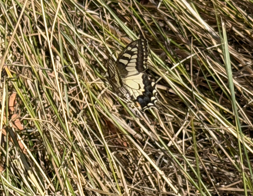 Old World Swallowtail