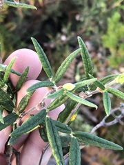 Rhynchosia leucoscias