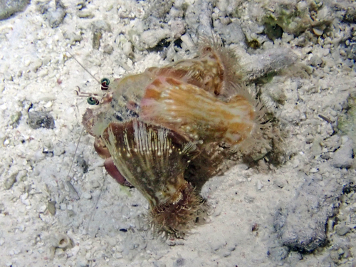Dardanus gemmatus observed 2026-09-20