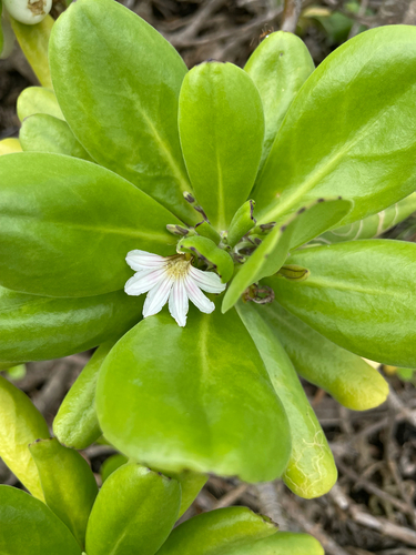 Scaevola taccada observed 2026-09-18