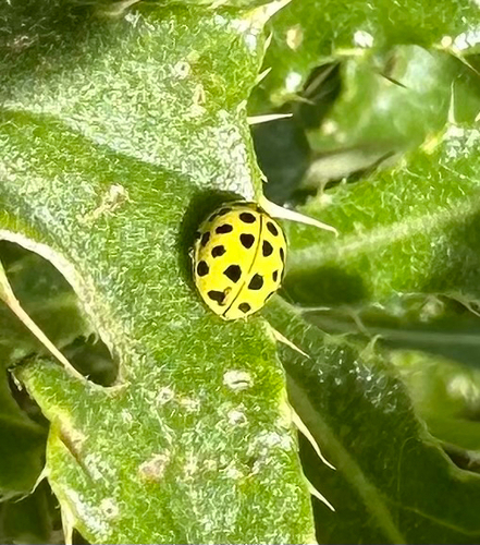 22-spot Ladybird