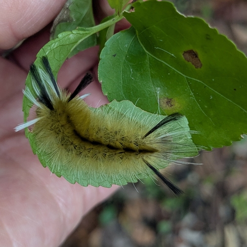 Banded Tussock Moth