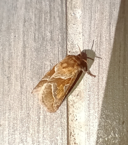 Orange Swift