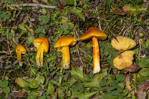 Persistent Waxcap