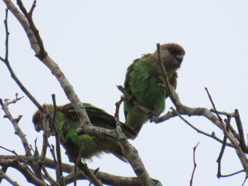 iNaturalist image