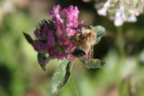 Half-black Bumble Bee