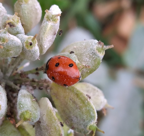 Seven-spotted Lady Beetle