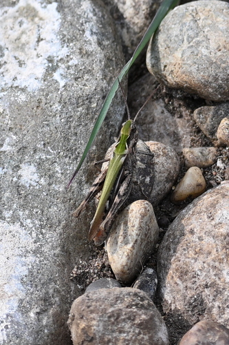 Common Field Grasshopper